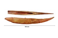 épine dorcale d'Hybodus sp